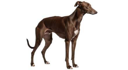Isolated Brown Greyhound Dog Stands Attentively Looking Right Outdoors in a Studio Shot