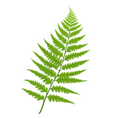 Boston Sword Fern, flat style 2D vector image, isolated on a white background