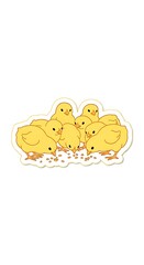 Adorable fluffy yellow chicks eagerly eating seeds together, perfect for springtime designs, Easter promotions, or children's illustrations with a cute, cheerful vibe