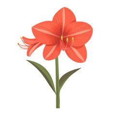 2D flat vector illustration of a Amaryllis Flower in icon style, isolated on white background