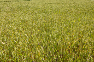 Vast agricultural landscape features green wheat field