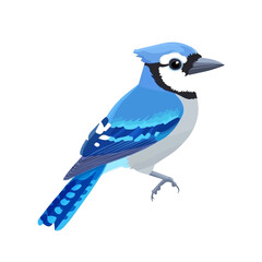 Minimal flat vector of a Blue Jay, 2D icon-style illustration on white background