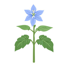 Minimal flat vector of a Borage, 2D icon-style illustration on white background