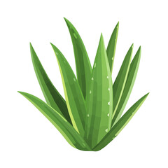 Obraz premium Aloe Vera, flat style 2D vector image, isolated on a white background