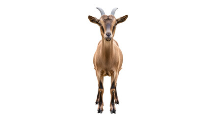 Isolated Goat standing, looking straight, livestock, domesticated farm animal, front view