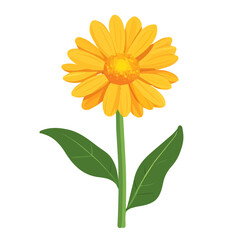 Naklejka premium Calendula, flat style 2D vector image, isolated on a white background