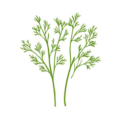 Caraway, flat style 2D vector image, isolated on a white background