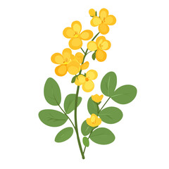 Cassia, flat style 2D vector image, isolated on a white background