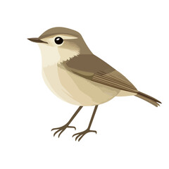 Chiffchaff, flat style 2D vector image, isolated on a white background