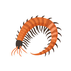 Flat 2D Centipede illustration, vector graphic in icon style, on white background