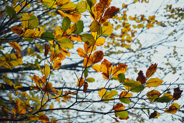 Colored Leaves On The Branches Of The Tree In Autumn season 