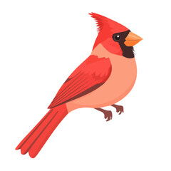 Flat 2D Cardinal illustration, vector graphic in icon style, on white background