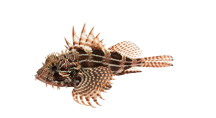 Isolated Common lionfish, brown-striped with spines, fins outstretched in natural habitat