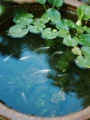 Grilled steak with seasoning and vegetables on a plate in a kitchen setting