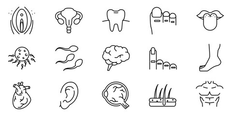 Vector icon set illustration of human body parts and organs including heart brain ear teeth foot sperm uterus skin and hair in outline style suitable for medical anatomy and health design