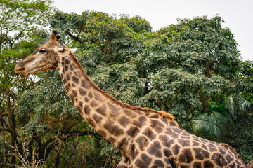 Close up from a giraffe in the Sao Paulo Zoo, in Brazil