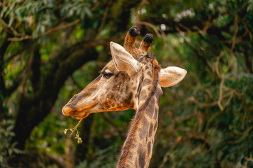 Close up from a giraffe in the Sao Paulo Zoo, in Brazil