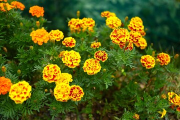 yellow flowers in the garden