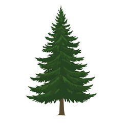 2D flat vector illustration of Douglas Fir Tree, designed in a clean icon style and isolated on a white background.