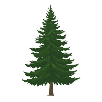 2D flat vector illustration of Douglas Fir Tree, designed in a clean icon style and isolated on a white background.