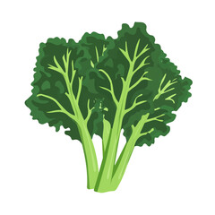 Kale, flat style 2D vector image, isolated on a white background