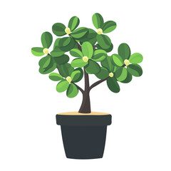 Fototapeta premium Flat 2D Jade Plant illustration, vector graphic in icon style, on white background