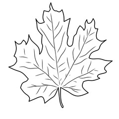 maple leaf vector illustration. Vector illustration of autumn maple leaf