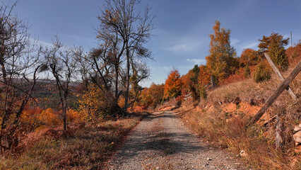 Obraz premium Autumn colored trees and countryside landscape scenery.