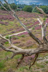 Heather Field Deadwood