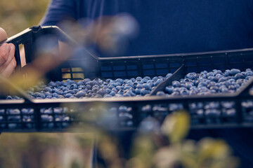 Farmer picking fresh blueberries on a farm.