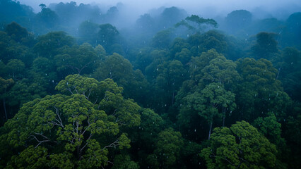 Fototapeta premium Rainforest in morning drizzle with soft mist. Wet canopy and blue-gray tones create peaceful imagery of resilience and moisture-rich climate systems.