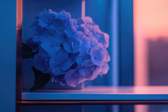 A tranquil close-up of blue hydrangeas, enhanced by soft, contrasting cool blue and warm pink ambient lighting, creating a serene, atmospheric floral display.