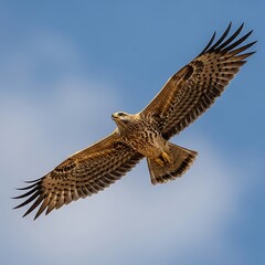 Bird of Prey in Flight.