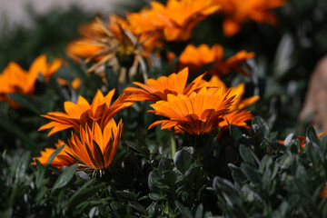 orange flower in the garden