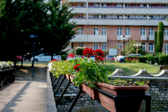 flowers in a garden