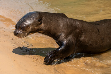 Obraz premium Giant river otter ,Pteronura brasiliensis, Endangered specie,Cuiabá River,Pantanal, Mato Grosso, Brazil