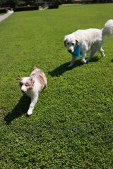 Two dogs are playing in a grassy field