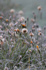 wild flowers in the grass