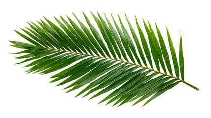 Obraz premium A single green palm frond isolated on transparent background