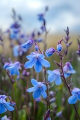 Close Up Light Blue Flowers Blooming Outdoors image