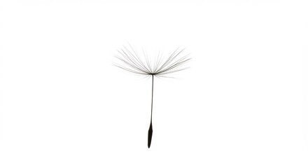 Delicate dandelion seed floats gently against a bright white background clearly lit by soft even studio light