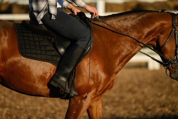 Young woman sits astride horse in saddle, holding reins , her boots in stirrups. Close-up of woman riding horse. Horse racing concept.