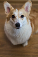A playful and spirited corgi with its fluffy fur and bright eyes, showcasing its charming, joyful nature while indoors