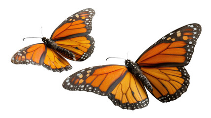 Fototapeta premium Monarch Butterfly Flight: Capture the elegant dance of two Monarch butterflies mid-flight, their vibrant orange wings creating a mesmerizing spectacle of nature's beauty.
