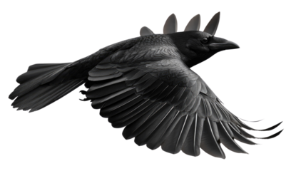 Raven in Flight: A striking monochrome image of a raven soaring against a background, capturing the elegance and power of the bird in mid-flight.