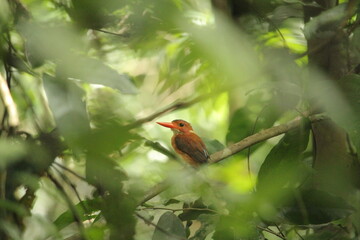a kingfisher on a branch