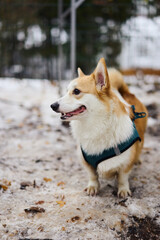 In a snowy landscape, a playful corgi stands proudly, showcasing its fluffy coat and delightful personality