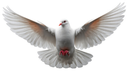 Obraz premium Dove in Flight: The pure, graceful image of a dove with outstretched wings soars in a clear, vibrant sky. Represents peace, hope, freedom, and tranquility.