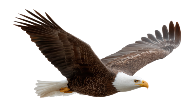 Majestic Eagle in Flight: An American bald eagle soars gracefully against the sky, its powerful wings outstretched in a display of freedom and natural beauty.