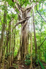 Coba pyramids archeological site in Mexico